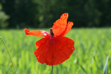Klatschmohn-119.jpg